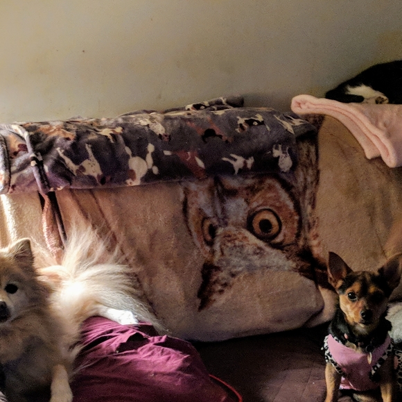 Meet your Posher, Carol - Picture 3 of 4